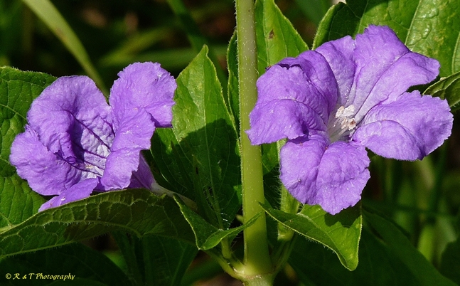 {Ruellia strepens}